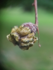 Andricus quercuscalicis