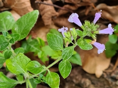 Clinopodium nepeta