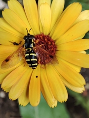 Chrysotoxum