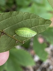 Apoda y-inversa