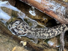 Dicamptodon tenebrosus