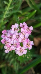 Achillea millefolium