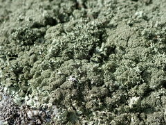 Xanthoparmelia conspersa