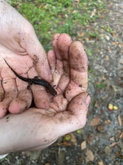 Desmognathus orestes