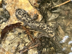 Dicamptodon tenebrosus