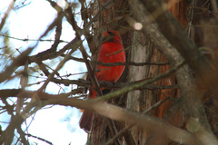 Cardinalis cardinalis