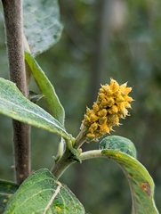Salicaceae