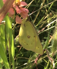 Colias philodice