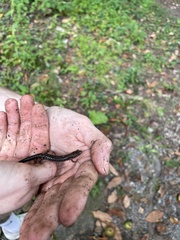 Desmognathus orestes