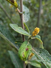 Salicaceae