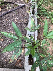 Hibiscus sabdariffa