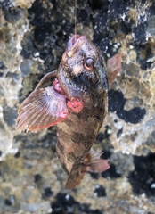 Parablennius gattorugine