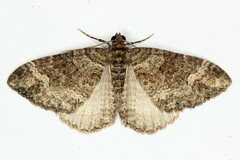 Catarhoe basochesiata