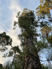 Pinus serotina