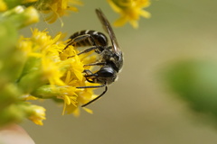 Lasioglossum