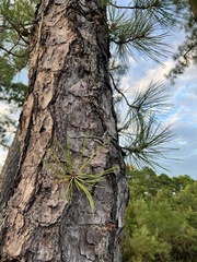 Pinus serotina