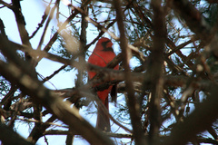Cardinalis cardinalis