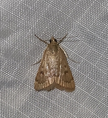 Achyra rantalis