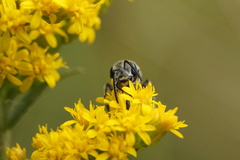 Lasioglossum