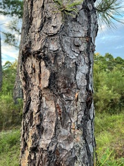 Pinus serotina
