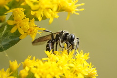 Lasioglossum