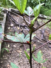 Hibiscus sabdariffa