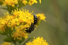 Lasioglossum