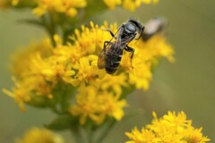 Lasioglossum