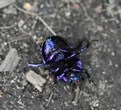 Anoplotrupes stercorosus