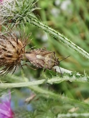 Carpocoris
