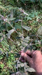Lithospermum officinale