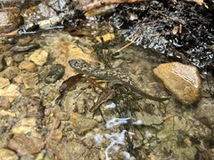 Dicamptodon tenebrosus