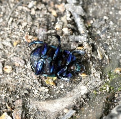 Anoplotrupes stercorosus