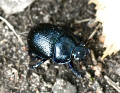 Anoplotrupes stercorosus