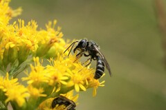 Lasioglossum