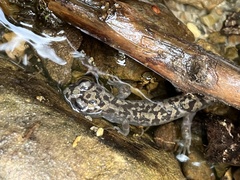 Dicamptodon tenebrosus