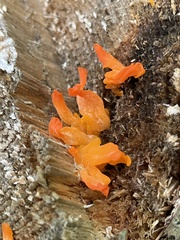 Calocera viscosa