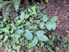 Prosartes smithii