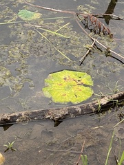 Nelumbo lutea
