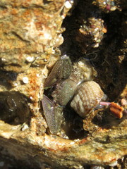 Petrolisthes cabrilloi