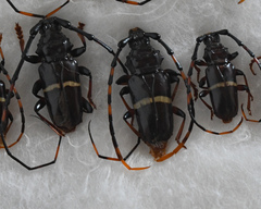 Trachyderes succinctus