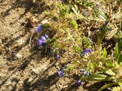 Echium