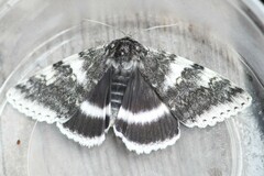 Catocala relicta
