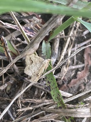 Frederickia s-signata