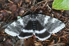 Catocala relicta