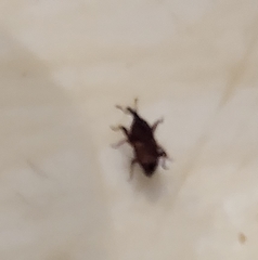Sitophilus