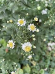 Symphyotrichum lanceolatum
