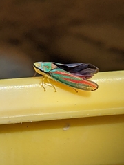 Graphocephala fennahi