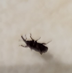 Sitophilus