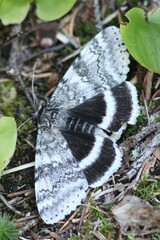 Catocala relicta